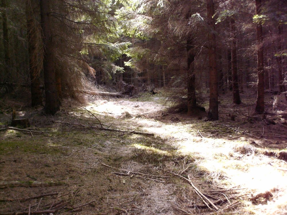 Shamanism djupt inne i skogen